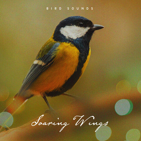 Soaring Wings