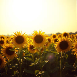 Sunshine in My Mind