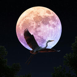 "The Heron Chasing the Moon" depicts a beautiful and fantastical bird and the night sky
