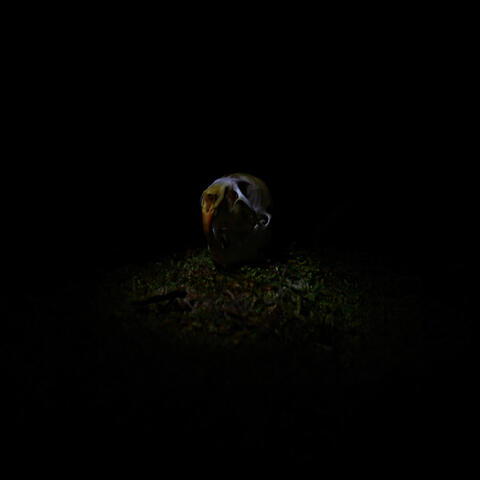 vermin dream i