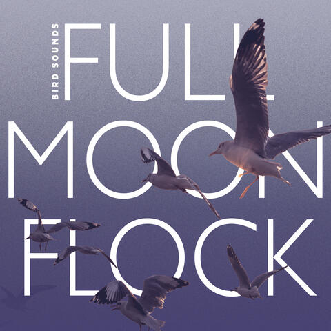 Full Moon Flock