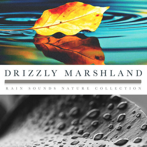 Drizzly Marshland