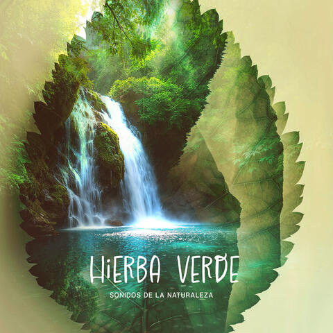 Hierba Verde