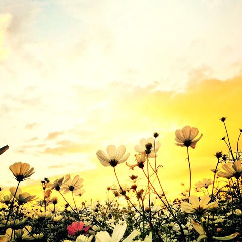 愛しのバロック