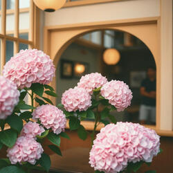 Rainy chill Hydrangea Street