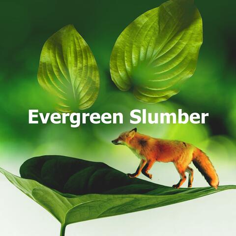 Evergreen Slumber