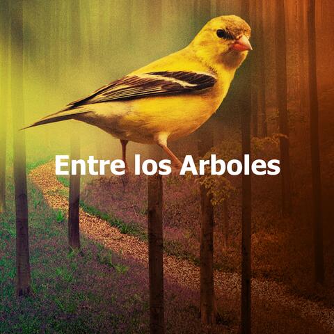 Entre los Arboles