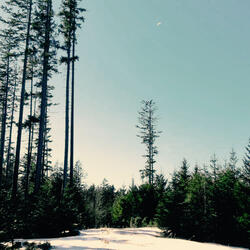 Forest at the Summit