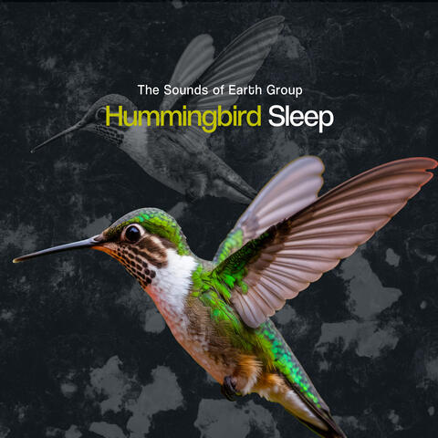 Hummingbird Sleep