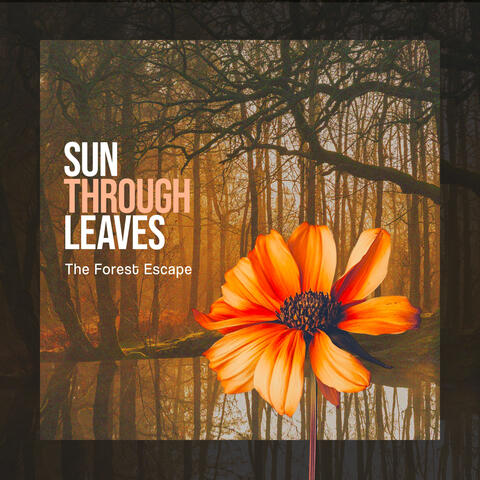 Sun Through Leaves