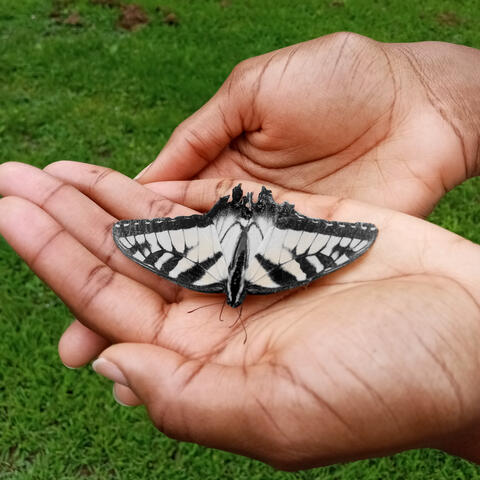 Metamorphose