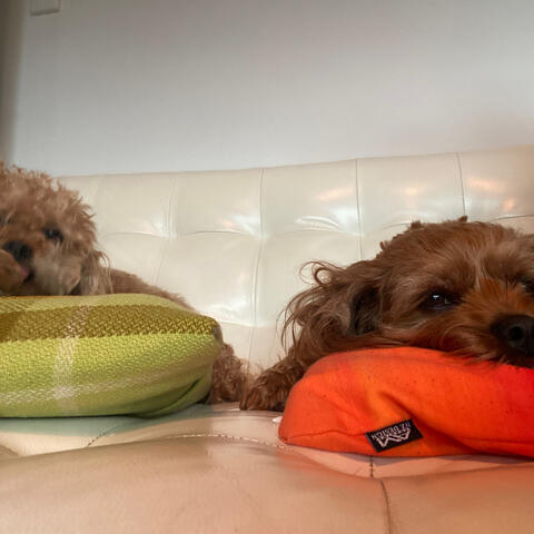 Pillow fight
