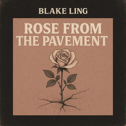 Rose From the Pavement