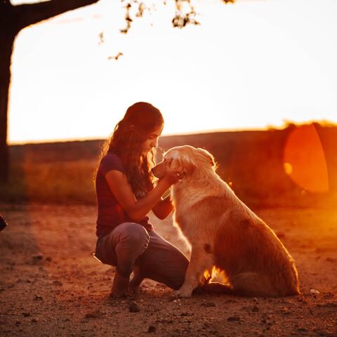 Golden Hour Dreams
