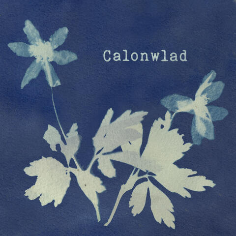 Calonwlad