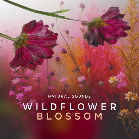 Wildflower Blossom