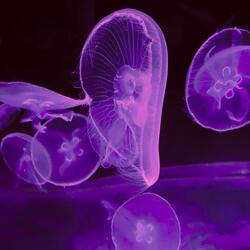 Nocturne No. 2 - Reincarnation