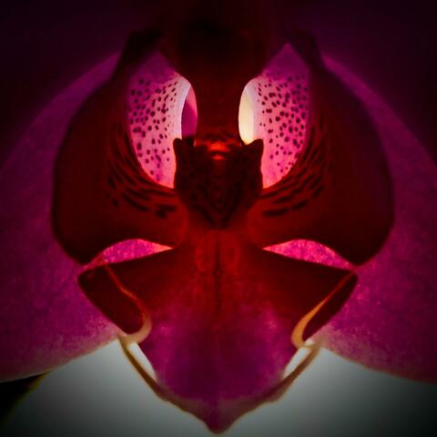 Wild Orchid