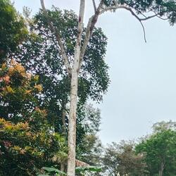 Pahlawan neneku