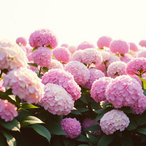 Hydrangea Hex