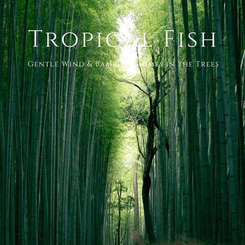 Gentle Wind & Bamboo Chimes in the Trees