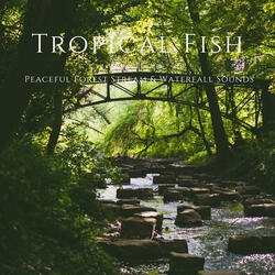 Peaceful Forest Stream & Waterfall Sounds