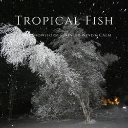 Silent Snowstorm – Winter Wind & Calm