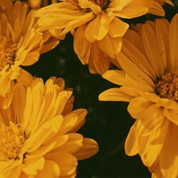 Honey Lullaby
