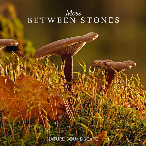Moss Between Stones
