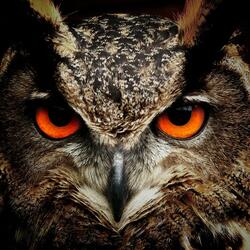 Night Owl