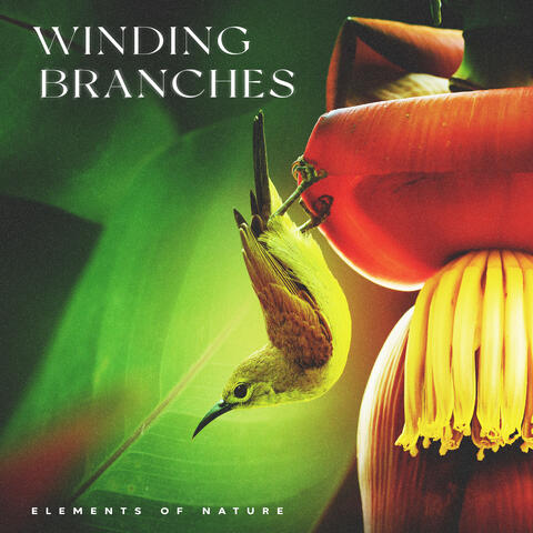 Winding Branches