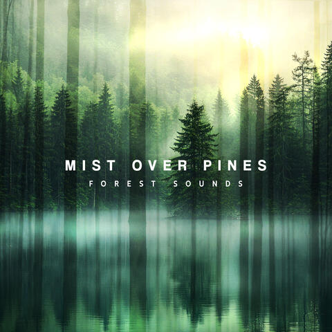 Mist Over Pines