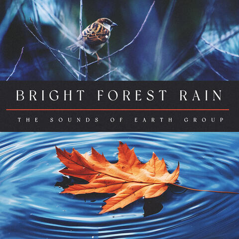 Bright Forest Rain