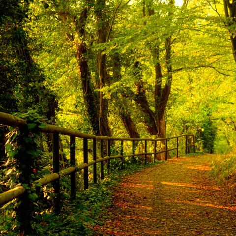 quando vejo a floresta sumindo dar vontade de chorar