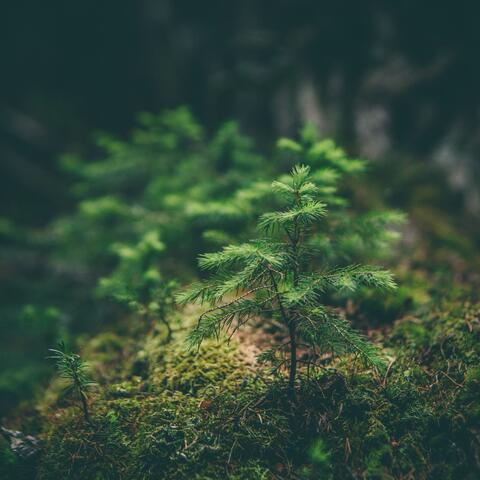 The Green Hour