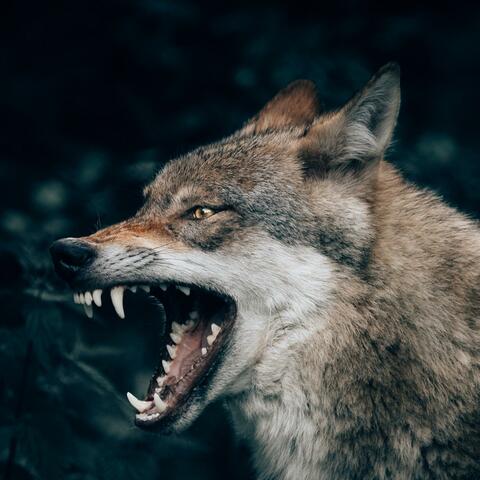 Hanging With Wolves