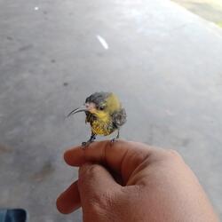 Aku hanya janda