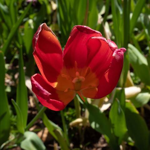 Tulips