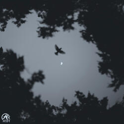 quiet orbit