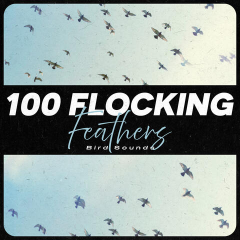 100 Flocking Feathers