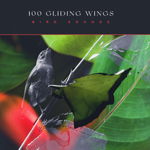 100 Gliding Wings
