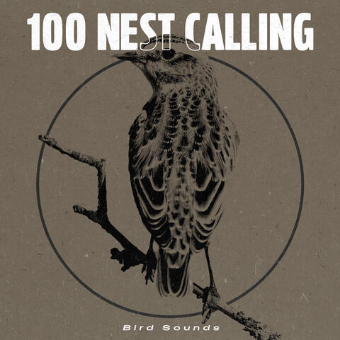100 Nest Calling