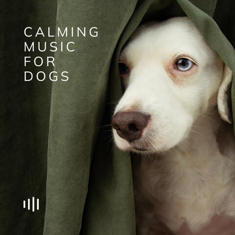 Calming Music For Dogs
