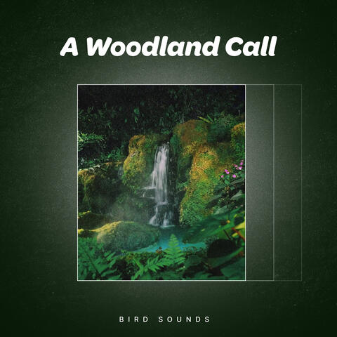 A Woodland Call