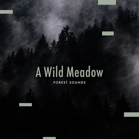 A Wild Meadow
