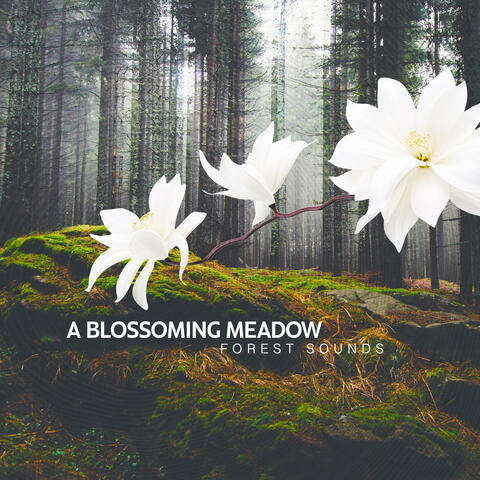 A Blossoming Meadow