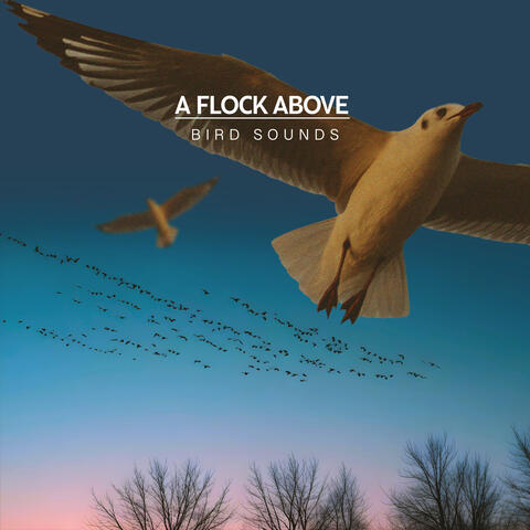 A Flock Above