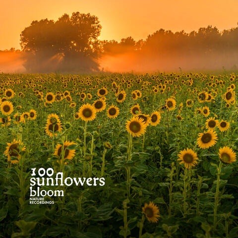 100 Sunflowers Bloom
