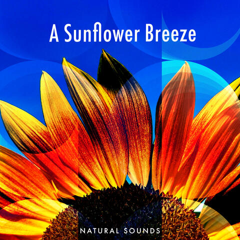 A Sunflower Breeze