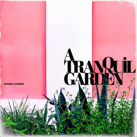 A Tranquil Garden